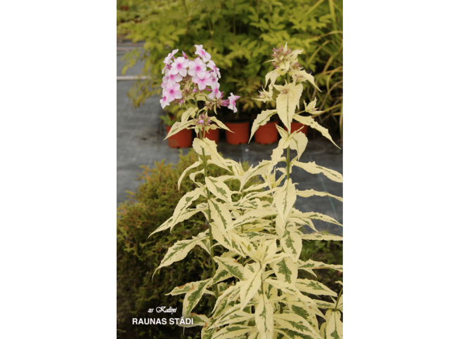 Phlox paniculata   'Norah Leigh'